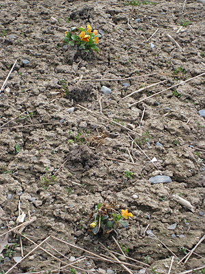 pansy unmulched